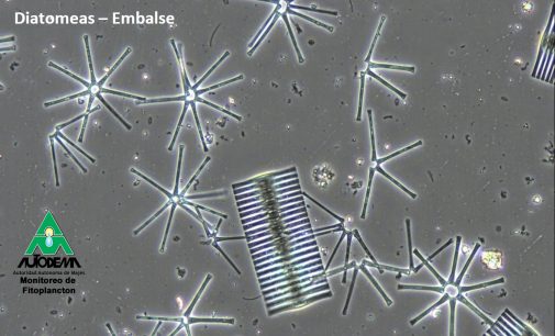 MONITOREO DE FITOPLANCTON (ALGAS) – 2017