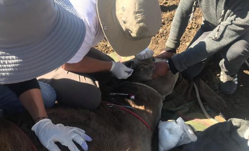 Autodema brinda asistencia en sanidad animal en Pusa Pusa y Tarucamarca