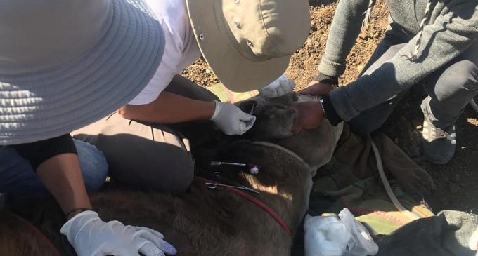 Autodema brinda asistencia en sanidad animal en Pusa Pusa y Tarucamarca