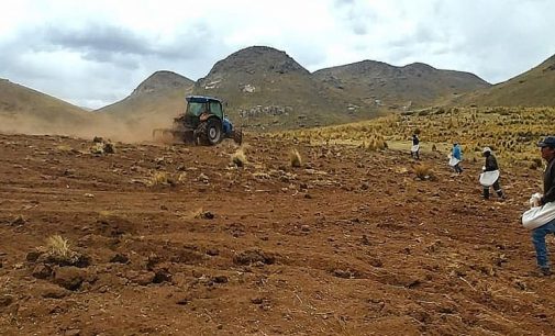 Autodema realiza siembra como parte del programa de instalación de pastos mejorados