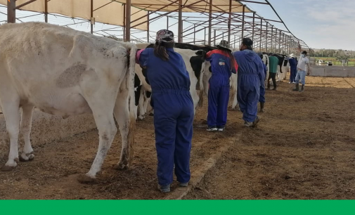 AGRICULTORES, ESTUDIANTES Y PROFESIONALES PECUARIOS SON CAPACITADOS EN ESCUELA DE ENTRENAMIENTO AGRO GANADERO DE MAJES DE AUTODEMA