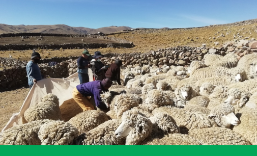 AUTODEMA CONTINÚA CUMPLIENDO CON LAS MEDIDAS DE RESTAURACIONAMBIENTAL DEL PROYECTO ESPECIAL MAJES SIGUAS II ETAPA FASE 1, ENLOS DISTRITOS DE CAYLLOMA Y TISCO