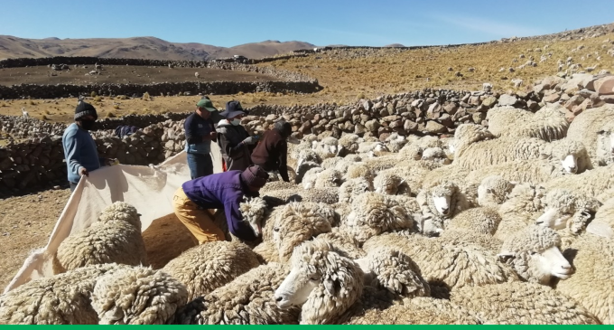 AUTODEMA CONTINÚA CUMPLIENDO CON LAS MEDIDAS DE RESTAURACIONAMBIENTAL DEL PROYECTO ESPECIAL MAJES SIGUAS II ETAPA FASE 1, ENLOS DISTRITOS DE CAYLLOMA Y TISCO