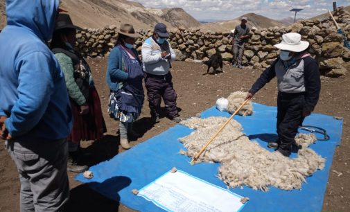 AUTODEMA REALIZÓ EL “1ER TALLER DE ESQUILA Y CLASIFICACIÓN DE FIBRA DE ALPACA” EN TARUCAMARCA, PUSA PUSA Y APACHETA RAJADA EN LA PROVINCIA DE CAYLLOMA