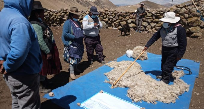 AUTODEMA REALIZÓ EL “1ER TALLER DE ESQUILA Y CLASIFICACIÓN DE FIBRA DE ALPACA” EN TARUCAMARCA, PUSA PUSA Y APACHETA RAJADA EN LA PROVINCIA DE CAYLLOMA