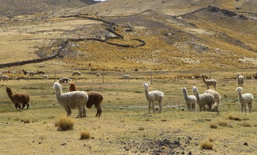 AUTODEMA REALIZARÁ CAPACITACIÓN EN “MANEJO DE BOFEDALES Y CAMÉLIDOS SUDAMERICANOS” DIRIGIDO A POBLADORES DEL ANEXO TARUCAMARCA EN CAYLLOMA