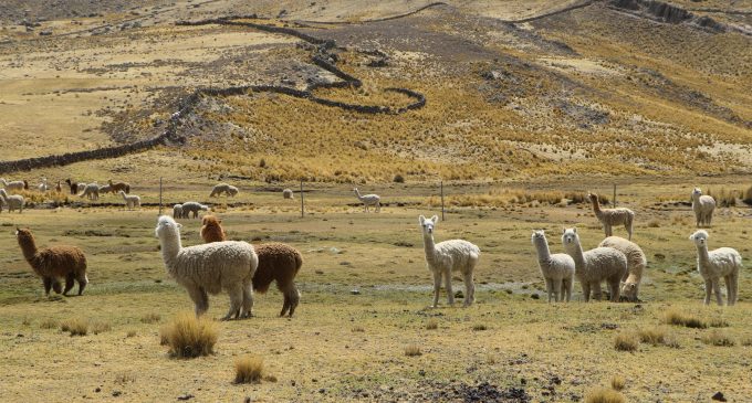 AUTODEMA REALIZARÁ CAPACITACIÓN EN “MANEJO DE BOFEDALES Y CAMÉLIDOS SUDAMERICANOS” DIRIGIDO A POBLADORES DEL ANEXO TARUCAMARCA EN CAYLLOMA