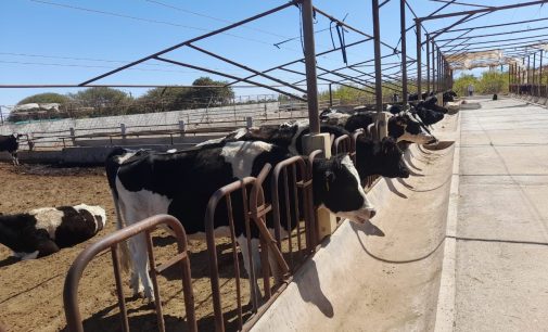 AUTODEMA SUBASTARÁ 44 CABEZAS DE GANADO VACUNO RAZA HOLSTEIN