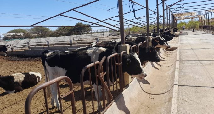 AUTODEMA SUBASTARÁ 44 CABEZAS DE GANADO VACUNO RAZA HOLSTEIN