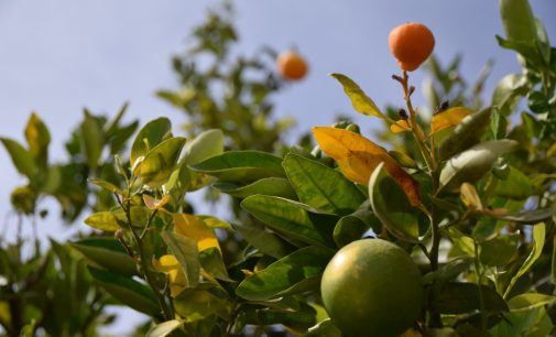 LOS CÍTRICOS SON LA NUEVA ALTERNATIVA DE CULTIVO  DE EXPORTACIÓN  EN LA IRRIGACIÓN DE MAJES