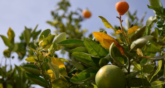 LOS CÍTRICOS SON LA NUEVA ALTERNATIVA DE CULTIVO  DE EXPORTACIÓN  EN LA IRRIGACIÓN DE MAJES