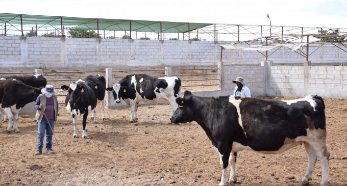 AUTODEMA INICIÓ VENTA DE BASES PARA SUBASTA DE GANADO