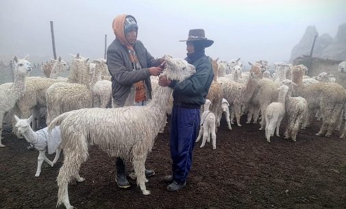 TRABAJO QUE VIENE REALIZANDO LA META DE GESTIÓN AMBIENTAL Y SOCIAL EN PUSA PUSA Y TARUCAMARCA