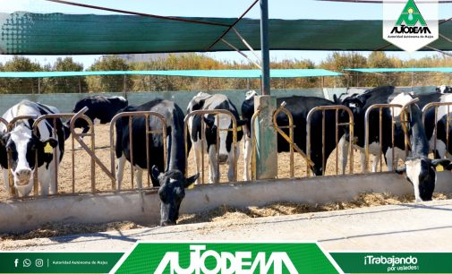 EL GOBIERNO REGIONAL DE AREQUIPA A TRAVÉS DE AUTODEMA REALIZA INVESTIGACIONES EN GANADO LECHERO, CÁRNICO Y DE DOBLE PROPÓSITO EN EL CENTRO DE RECONVERSIÓN AGROGANADERA