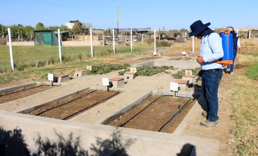 ESPECIALISTAS DE AUTODEMA INICIAN UN NUEVO TRABAJO DE INVESTIGACION EN CULTIVOS; EL CUAL ESTUDIARA EL CONSUMO REAL DEL AGUA POR ETAPA FENOLOGICA DE LA PLANTA.