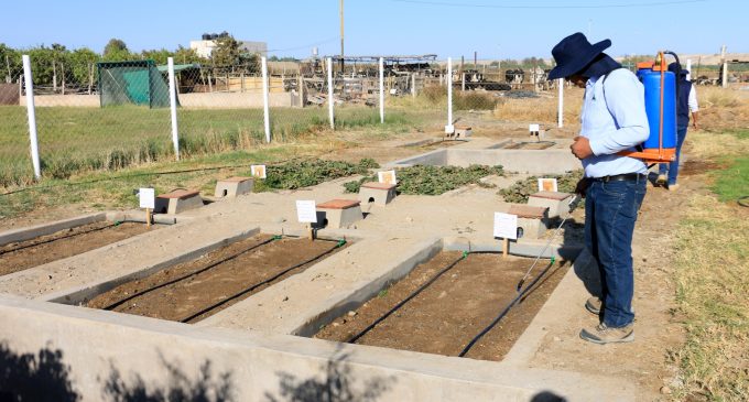 ESPECIALISTAS DE AUTODEMA INICIAN UN NUEVO TRABAJO DE INVESTIGACION EN CULTIVOS; EL CUAL ESTUDIARA EL CONSUMO REAL DEL AGUA POR ETAPA FENOLOGICA DE LA PLANTA.