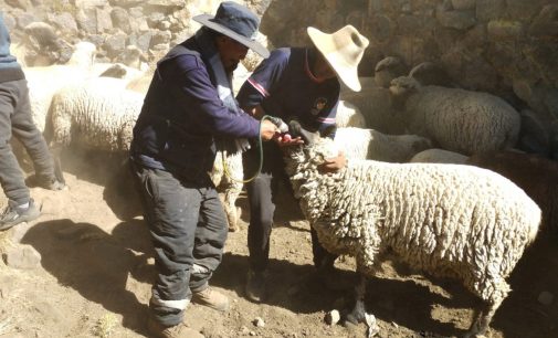 AUTODEMA, A TRAVEZ DE SU PERSONAL DE LA META DE GESTION AMBIENTAL; VISITARON LOS FUNDOS NUEVA ESPERANZA Y PARANÁ, EN EL ANEXO DE TARUCAMARCA, LLEVANDO ASISTENCIA TECNICA EN SANIDAD ANIMAL.