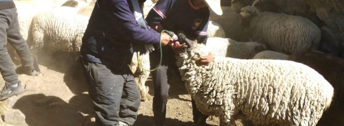 AUTODEMA, A TRAVEZ DE SU PERSONAL DE LA META DE GESTION AMBIENTAL; VISITARON LOS FUNDOS NUEVA ESPERANZA Y PARANÁ, EN EL ANEXO DE TARUCAMARCA, LLEVANDO ASISTENCIA TECNICA EN SANIDAD ANIMAL.
