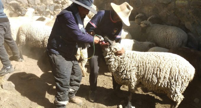 AUTODEMA, A TRAVEZ DE SU PERSONAL DE LA META DE GESTION AMBIENTAL; VISITARON LOS FUNDOS NUEVA ESPERANZA Y PARANÁ, EN EL ANEXO DE TARUCAMARCA, LLEVANDO ASISTENCIA TECNICA EN SANIDAD ANIMAL.