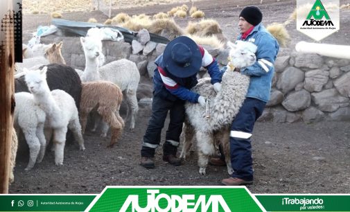 El equipo de profesionales de la Meta Gestión Ambiental y Social de la Autoridad Autónoma de Majes – AUTODEMA, continúa realizando asistencia técnica en sanidad animal, en tratamiento contra parásitos internos y externos en el Fundo Machoccollo.