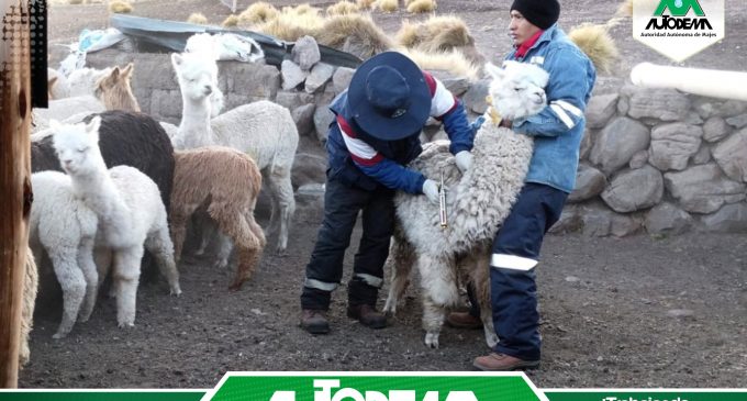 El equipo de profesionales de la Meta Gestión Ambiental y Social de la Autoridad Autónoma de Majes – AUTODEMA, continúa realizando asistencia técnica en sanidad animal, en tratamiento contra parásitos internos y externos en el Fundo Machoccollo.