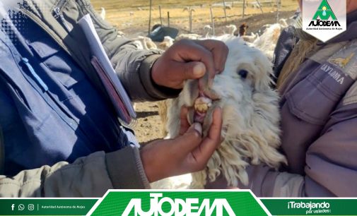 El equipo de profesionales de la Meta Gestión Ambiental y Social de la Autoridad Autónoma de Majes – AUTODEMA, realizó asistencia técnica veterinaria en el Fundo Pillones, en la comunidad de Apacheta Rajada, donde se realizó el registro por categoría diente de leche, dos dientes, cuatro dientes, boca llena, en tres especies como son la alpaca, ovino y llama