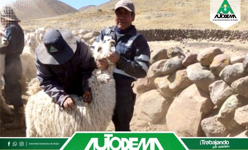 El equipo profesional de la Meta de Gestión Ambiental Social, de la Autoridad Autónoma de Majes – AUTODEMA, viene realizando el tratamiento contra el piojo y sarna en alpacas