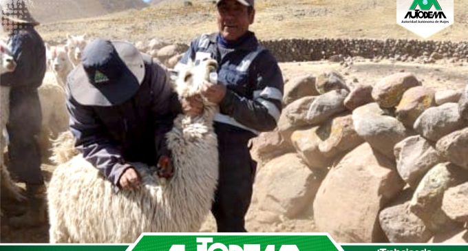 El equipo profesional de la Meta de Gestión Ambiental Social, de la Autoridad Autónoma de Majes – AUTODEMA, viene realizando el tratamiento contra el piojo y sarna en alpacas