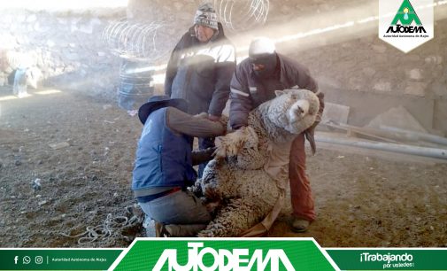 El equipo profesional de la Meta de Gestión Ambiental Social, de la Autoridad Autónoma de Majes AUTODEMA, llevó a cabo la asistencia técnica sanitaria en el fundo Tantaña.