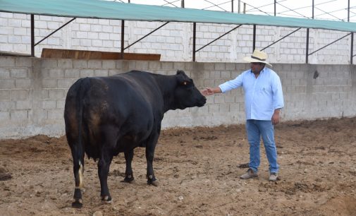 PEIMS – Autodema organiza curso internacional para el mejoramiento de ganado
