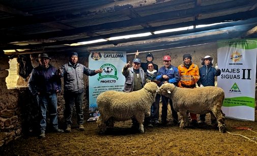 PEIMS – Autodema realizó 5 232 atenciones de animales en zonas de influencia del proyecto Majes