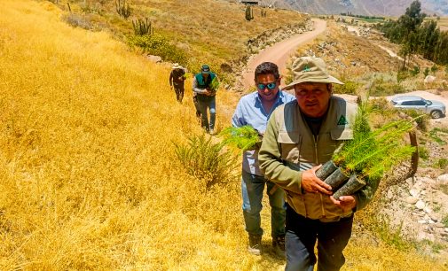 PEIMS – Autodema impulsa la reforestación en Huambo con la entrega de 4000 plantones forestales