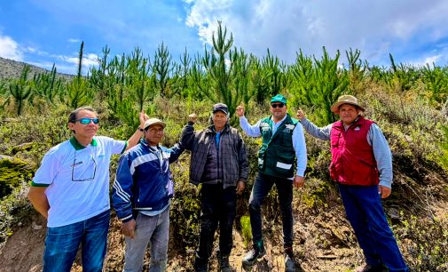 Más árboles, menos erosión: Autodema protege el suelo de Huambo con 3 050 plantones