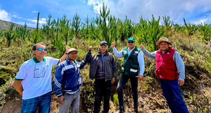 Más árboles, menos erosión: Autodema protege el suelo de Huambo con 3 050 plantones