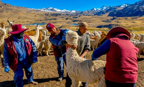 Autodema impulsa el mejoramiento genético y la sanidad de alpacas en comunidades altoandinas