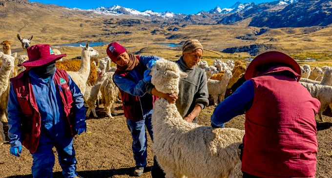 Autodema impulsa el mejoramiento genético y la sanidad de alpacas en comunidades altoandinas