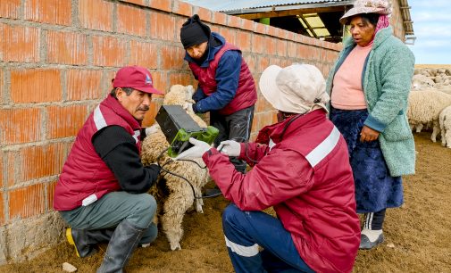 AUTODEMA impulsa el mejoramiento genético de ovinos mediante inseminación artificial