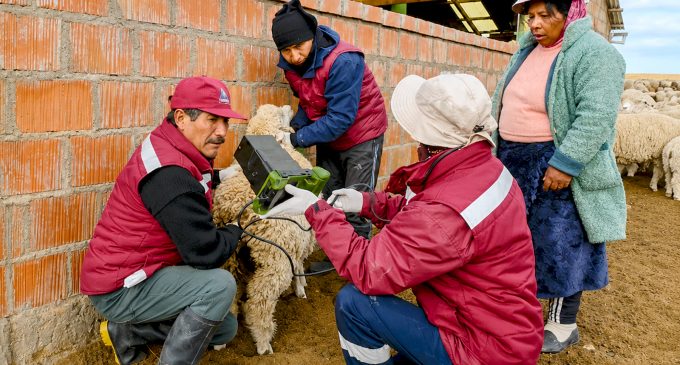 AUTODEMA impulsa el mejoramiento genético de ovinos mediante inseminación artificial