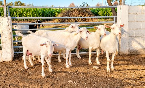 AUTODEMA promoverá el mejoramiento genético de cabras lecheras mediante innovadora técnica de inseminación artificial